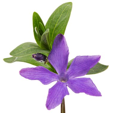 Menekşe menekşesi, lattır. Vinca, beyaz arkaplanda izole