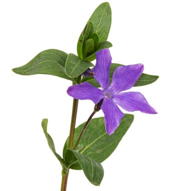 Menekşe menekşesi, lattır. Vinca, beyaz arkaplanda izole