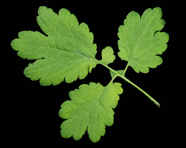 Foglie Verdi Celandine Isolate Fondo Nero — Foto Stock