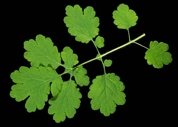 Πράσινα Φύλλα Σελανδίνης Απομονωμένα Μαύρο Φόντο — Φωτογραφία Αρχείου
