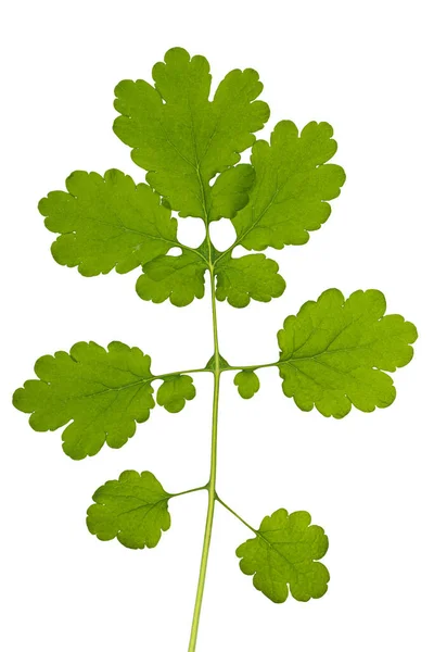 Grüne Blätter Von Schöllkraut Isoliert Auf Weißem Hintergrund — Stockfoto
