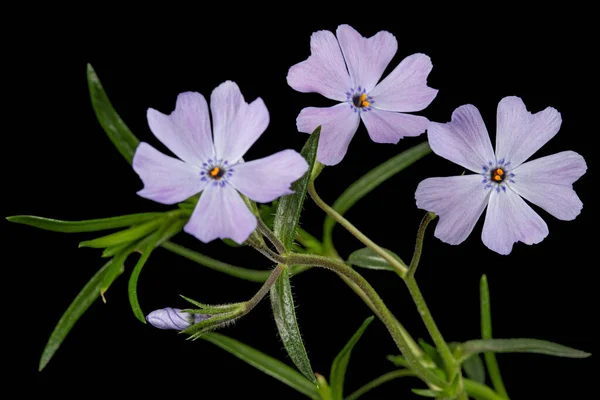 Flores Lilás Flox Subuladas Isoladas Sobre Fundo Preto — Fotografia de Stock
