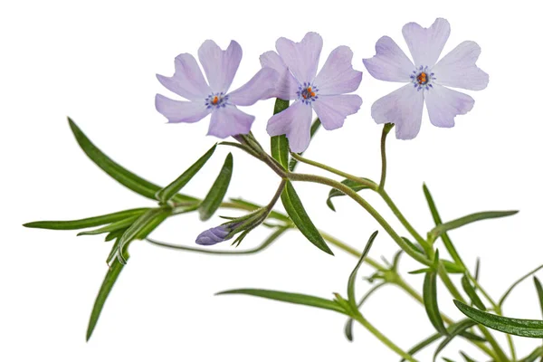 淡紫色的花 淡紫色 在白色的背景上隔离 — 图库照片