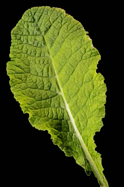 Folhas Verdes Flor Prímula Isoladas Sobre Fundo Preto — Fotografia de Stock