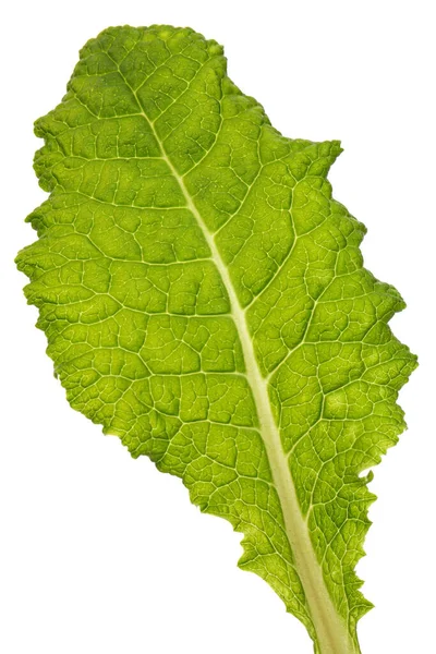 Zöld Levelek Primrózsa Virág Elszigetelt Fehér Alapon — Stock Fotó