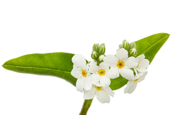 Flores Blancas Forget Myosotis Arvensis Aisladas Sobre Fondo Blanco — Foto de Stock