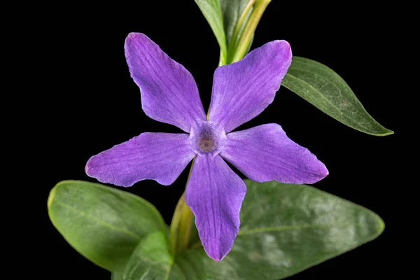 Flor Violeta Periwinkle Lat Vinca Aislado Sobre Fondo Negro — Foto de Stock