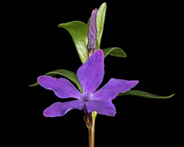 Фіолетова Квітка Первінклу Лат Вінка Ізольована Чорному Тлі — стокове фото