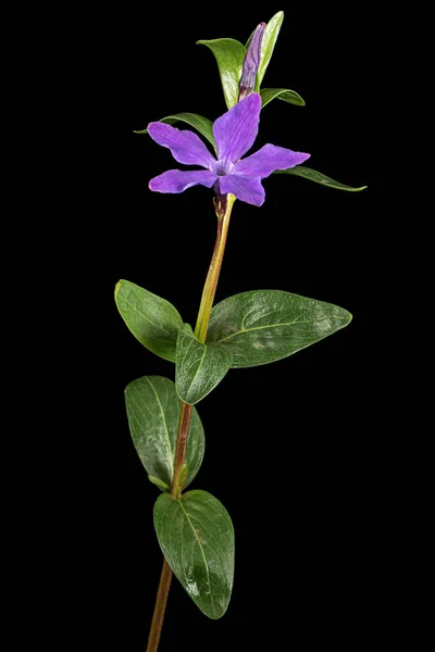 Fleur Violette Pervenche Lat Vinca Isolé Sur Fond Noir — Photo