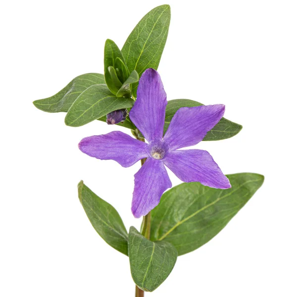 Fleur Violette Pervenche Lat Vinca Isolé Sur Fond Blanc — Photo