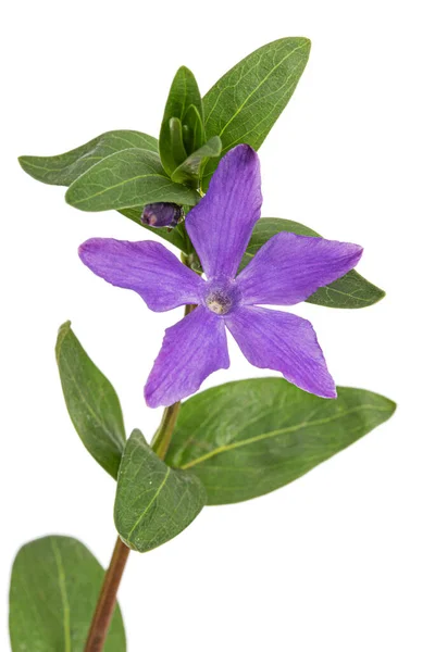 Fleur Violette Pervenche Lat Vinca Isolé Sur Fond Blanc — Photo