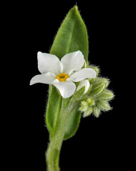 黒地に孤立した忘れられない白花 Myosotis Arvensis — ストック写真