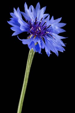 Mavi çiçek, latte. Centaurea, siyah arkaplanda izole edilmiş.