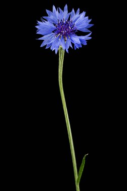 Mavi çiçek, latte. Centaurea, siyah arkaplanda izole edilmiş.