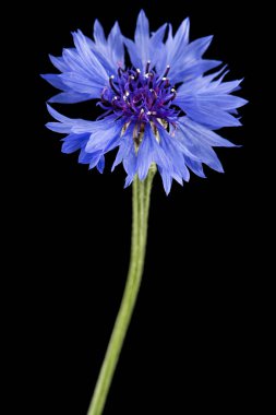 Mavi çiçek, latte. Centaurea, siyah arkaplanda izole edilmiş.