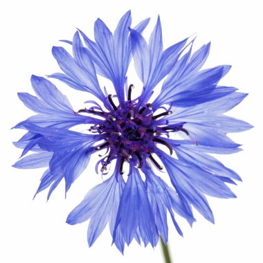 Mavi çiçek, latte. Centaurea, beyaz arkaplanda izole edilmiş.