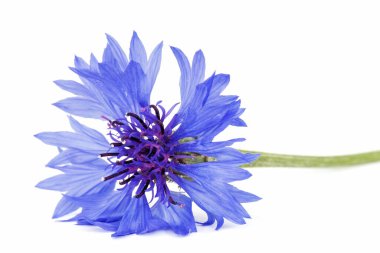 Mavi çiçek, latte. Centaurea, beyaz arkaplanda izole edilmiş.