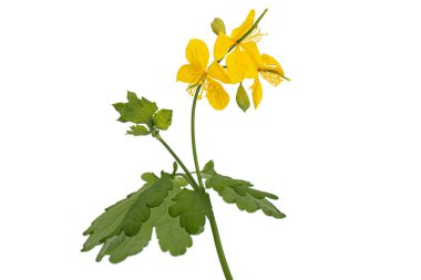 Sarı selandin çiçekleri, lat. Chelidonium, beyaz arkaplanda izole