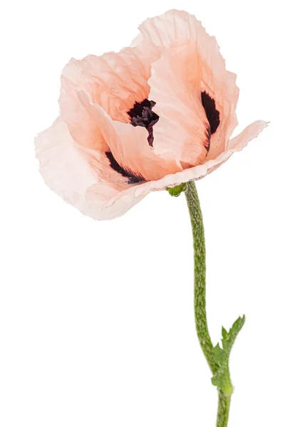 Pink Flower Poppy Lat Papaver Isolated White Background — Stock Photo, Image