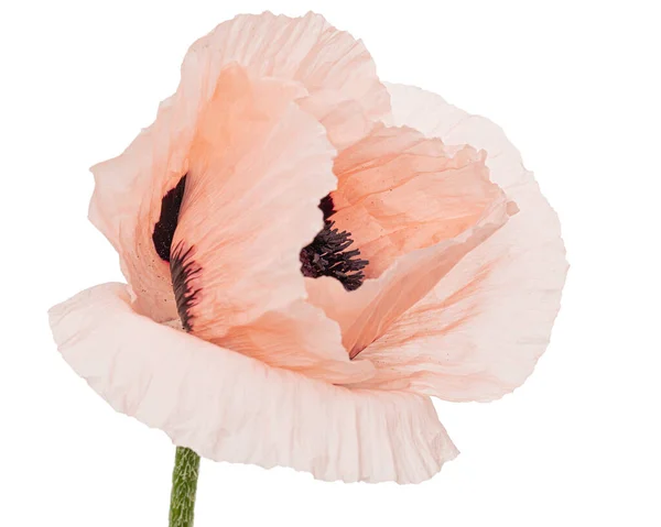 Rosa Blume Des Mohns Lat Papaver Isoliert Auf Weißem Hintergrund — Stockfoto