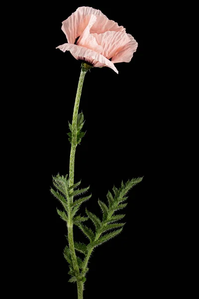 ケシのピンクの花 フラット 黒の背景に隔離されたパパバー — ストック写真