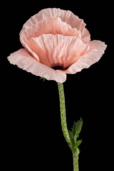 Růžový Květ Máku Lat Papaver Izolované Černém Pozadí — Stock fotografie