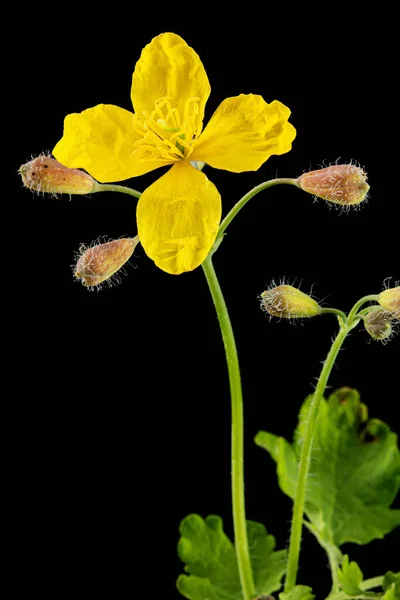 Celandine Sárga Virága Lat Chelidonium Elszigetelt Fekete Alapon — Stock Fotó