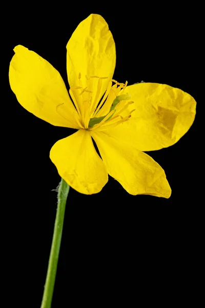 Gelbe Blume Von Schöllkraut Lat Chelidonium Isoliert Auf Schwarzem Hintergrund — Stockfoto