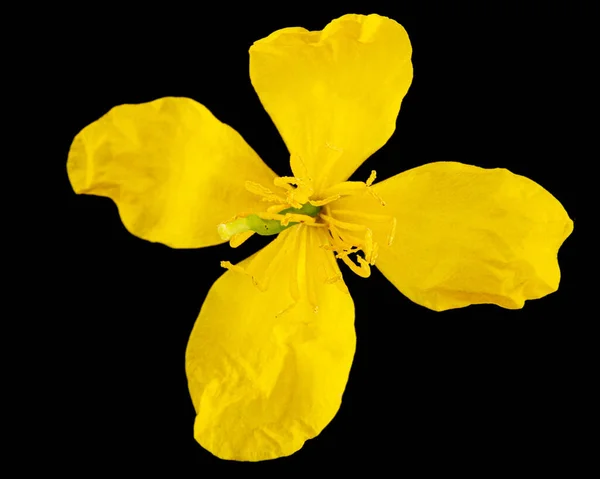 Gele Bloem Van Celandine Lat Chelidonium Geïsoleerd Zwarte Achtergrond — Stockfoto