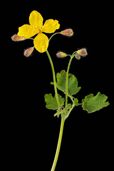 Fiore Giallo Celandine Lat Chelidonio Isolato Fondo Nero — Foto Stock