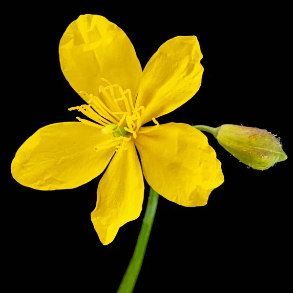 Желтый Цветок Селандина Лат Челидоний Выделенный Чёрном Фоне — стоковое фото