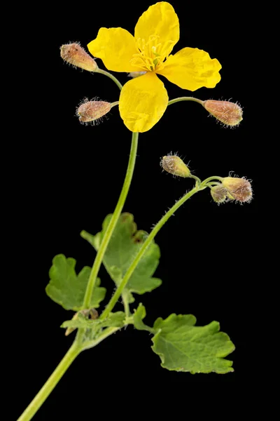 Fiore Giallo Celandine Lat Chelidonio Isolato Fondo Nero — Foto Stock