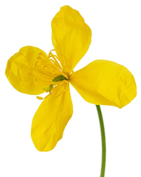 Жовта Квітка Чистотілу Лат Челідоній Ізольований Білому Тлі — стокове фото