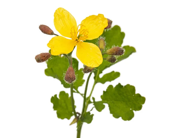 Fiore Giallo Celandine Lat Chelidonio Isolato Fondo Bianco — Foto Stock