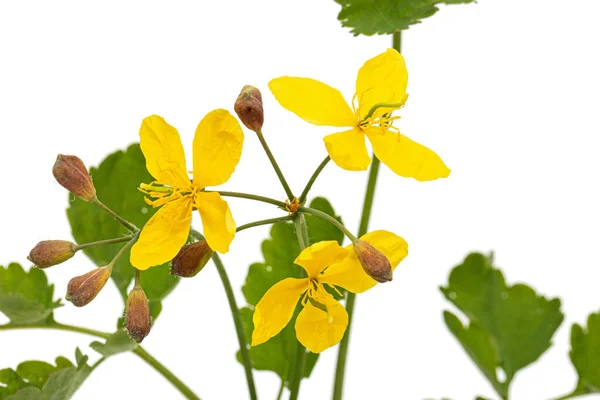 Sárga Virágú Celandine Lat Chelidonium Fehér Alapon Izolálva — Stock Fotó