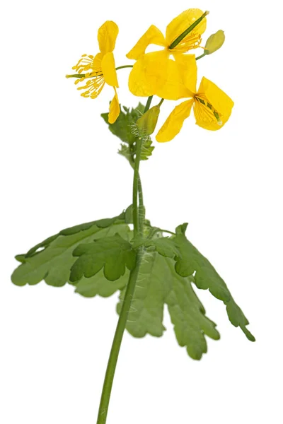 Flores Amarelas Celandine Lat Chelidônio Isolado Sobre Fundo Branco — Fotografia de Stock