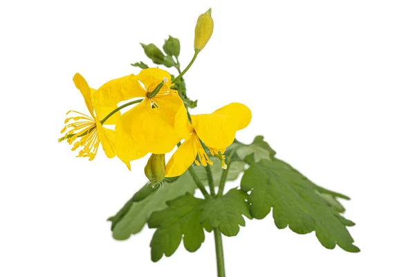 Flores Amarelas Celandine Lat Chelidônio Isolado Sobre Fundo Branco — Fotografia de Stock