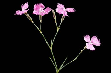 Karanfil pembe çiçekleri, Lat. Siyah arkaplanda izole edilmiş dianthus deltoides