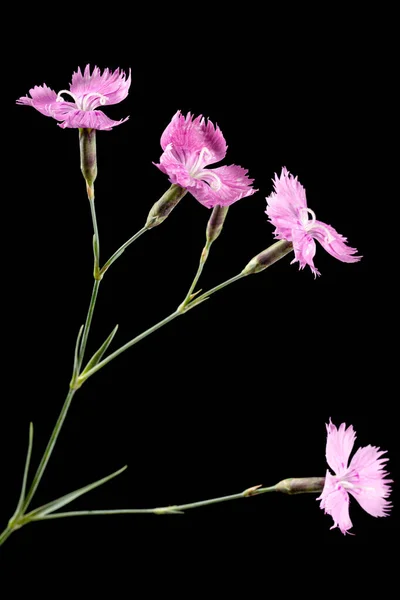 Pink Flowers Carnation Lat Dianthus Deltoides Isolated Black Background — Stock Photo, Image