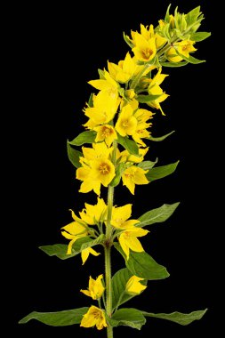 Sarı gevşek çiçeklerin enfeksiyonu, Lat. Lysimachia, siyah arkaplanda izole edilmiş.