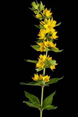 Sarı gevşek çiçeklerin enfeksiyonu, Lat. Lysimachia, siyah arkaplanda izole edilmiş.