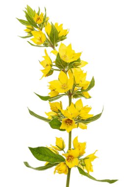 Sarı gevşek çiçeklerin enfeksiyonu, Lat. Lysimachia, beyaz arkaplanda izole