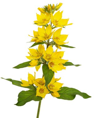 Sarı gevşek çiçeklerin enfeksiyonu, Lat. Lysimachia, beyaz arkaplanda izole