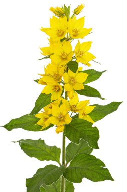 Sarı gevşek çiçeklerin enfeksiyonu, Lat. Lysimachia, beyaz arkaplanda izole