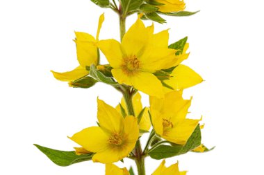 Sarı gevşek çiçeklerin enfeksiyonu, Lat. Lysimachia, beyaz arkaplanda izole