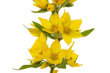 Sarı gevşek çiçeklerin enfeksiyonu, Lat. Lysimachia, beyaz arkaplanda izole