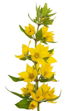 Sarı gevşek çiçeklerin enfeksiyonu, Lat. Lysimachia, beyaz arkaplanda izole