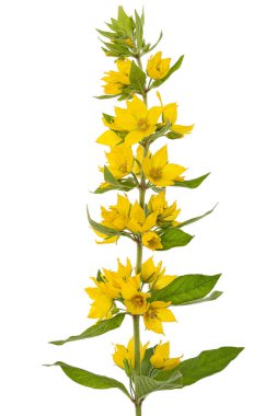 Sarı gevşek çiçeklerin enfeksiyonu, Lat. Lysimachia, beyaz arkaplanda izole