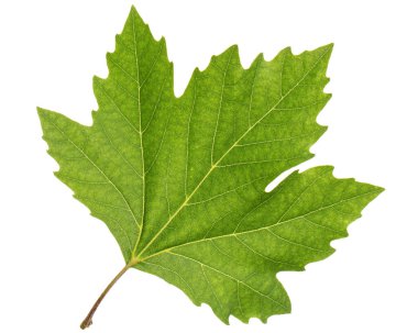 Yeşil akçaağaç yaprağı, beyaz arkaplanda izole edilmiş.