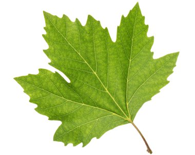 Yeşil akçaağaç yaprağı, beyaz arkaplanda izole edilmiş.